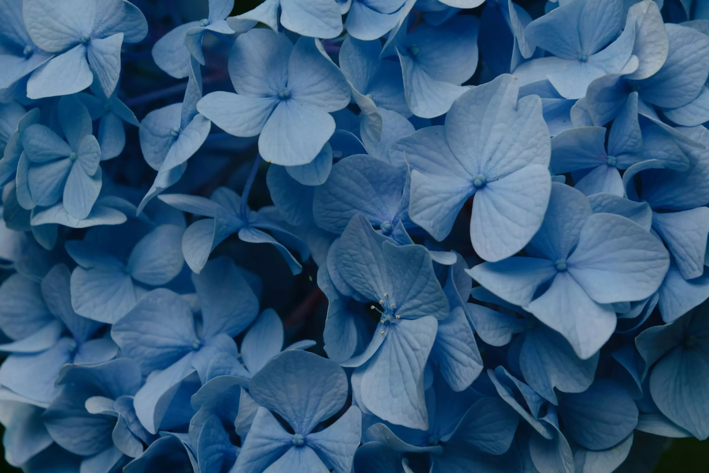 taiga-miyamoto-rEv4E3_RpdA-unsplash-opt